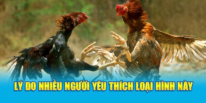 Lý do nhiều người yêu thích loại hình này